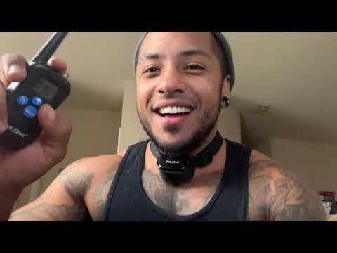 Can a shock collar hurt dog?