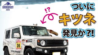 【シバレルラリー2025最終日】北海道の黄金の宝!奇跡の子ギツネとの遭遇＆サプライズ！【Apioジムニー】