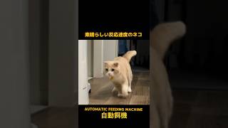 自動餌機の反応が早い猫さま。 #shorts #cat #scottishfold #猫 #スコティッシュフォールド