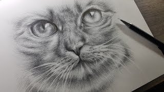 Cómo Dibujar un Gato Realista a Lápiz - Explicado
