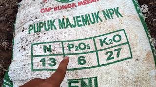 BANYAK YANG TIDAK TAHU, INILAH ARTI DARI NOMER PUPUK NPK UNTUK TANAMAN KELAPA SAWIT !!!