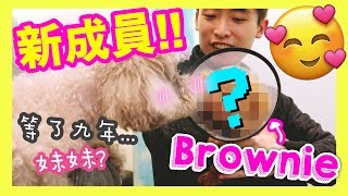 [Breaking News] Muffin has a sister!? Brownie the dog was saved from the breeding ground!