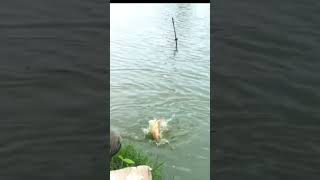 மூங்கில் தூண்டில் மீன் #fishing #trending #shortsfeed