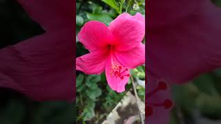 #Hibiscus Flower// Pink Hibiscus//#Short video//#viral