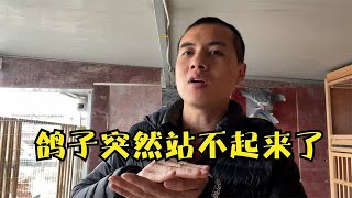 为什么鸽子下完蛋突然站不起来了？三种原因及解决方案跟鸽友交流