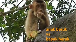 #Beruk / Anak Beruk vs Bapak Beruk naik pokok #shorts / Monkey