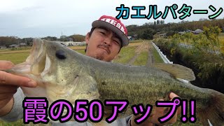 【バス釣り】霞ヶ浦で50アップ捕獲!!キッケルキッカーで秋のカエルパターン！ DAIWA 霞ヶ浦水系 北浦 ブラックバス