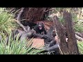 frightening encounter with a tasmanian devil wild animal encounters