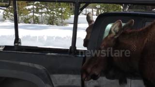 Curious moose licks truck