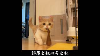 靴べらが大好きな子猫 (再編集) #shorts #ミヌエット #子猫  #株式会社短足猫