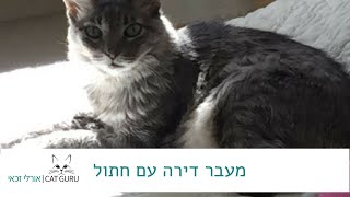 מעבר דירה עם חתול  -  אורלי זכאי