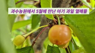 과수농원에서 24년 5월에 만난 갓 태어난 아기 과일 열매들