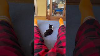 ネコと子ネコとおじさん　新？お股当番誕生？　#shorts #cat #cats #猫 #保護猫 #子猫