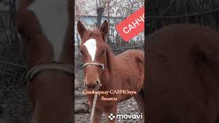 Санжыралуу САНЧОнун баласы. НООКЕН р. #horse