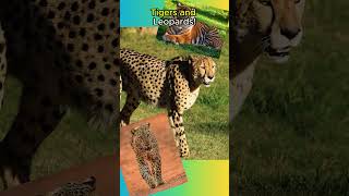 Cheetahs Are NOT Big Cats!🐆🐆🐯#animals #animalfacts #shorts