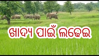 ଖାଦ୍ୟ ପାଇଁ ଲଢେଇ  ! September 13 2019