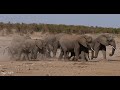 A very busy morning at the waterhole with the elephant breeding herds