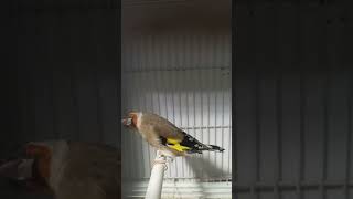 #bird #bozcanary #birds #nature #wild #woods #canary #goldfinch