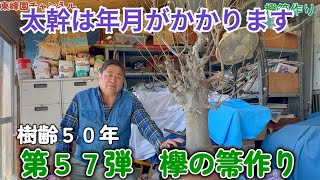 【盆栽】第５７弾　欅の箒作り【太幹にするには時間がかかります】