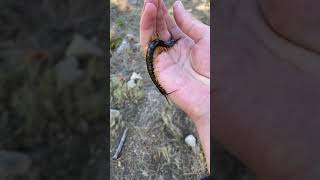 Mediterranean Giant Centipede Bite