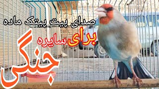 صدای پیت پیتک ماده برای سایره جنگی |The gold finch best motivation songs