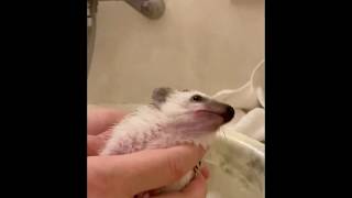 ハリネズミさゆお風呂にはいる　hedgehog