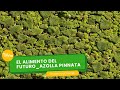 El alimento del futuro_ azolla pinnata - TvAgro por Juan Gonzalo Angel Restrepo