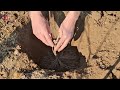 planting bare root grape vines. eng subs grape vine planting and care