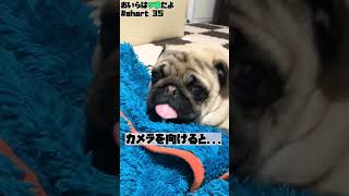 【面白パグ動画】まさかの撮影NG！？... #short