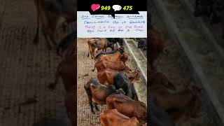 Cow 🐄 Shed  | A Prasanth English Learning TV No 415 #english #shorts #short #viral #shortsfeed