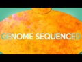 Whole Genome Sequencing and You