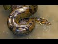 Anacondas Give Birth To Live Babies Or Eggs?