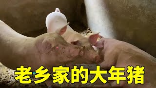 冬宝和妈妈去捡白果，顺道看看老乡家年猪，每头200多斤【湘西冬宝】