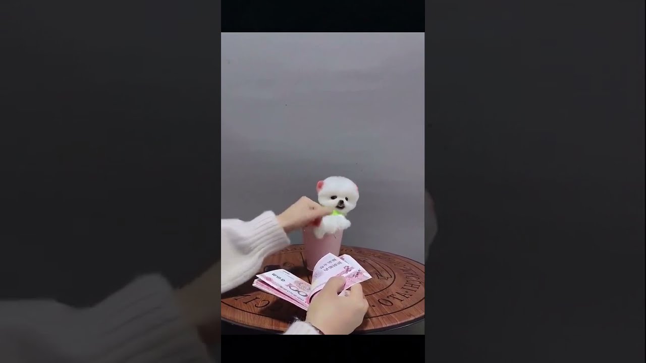 Hypnotizing Dog Dog Video Puppy Compilation Sweet Puppy Shorts