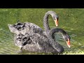 beautiful black swan @ 上海辰山植物园