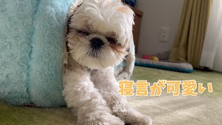 【シーズー】寝言を言う愛犬ユキちゃんが可愛い💕