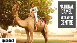 Bikaner- Camel Farm | The Ship of Thar Desert | Tour of Bikaner Ep:03 | #WhereDoWeGoNow