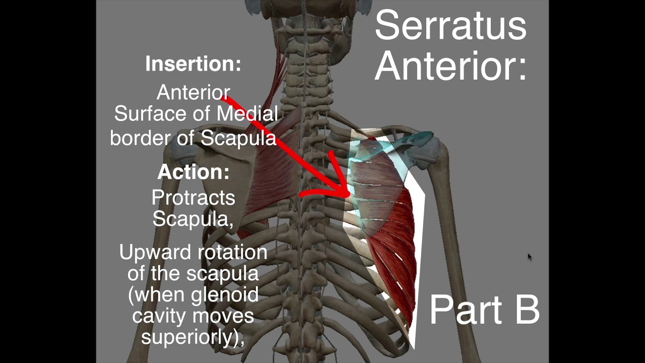 Serratus Anterior - Origin And Insertion - YouTube