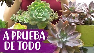 10 SUCULENTAS A PRUEBA DE TODO │IDEALES PARA JARDÍN EXTERIOR