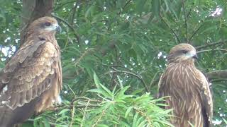 M0046　大分川　食事するハマシギ3羽　トンビ2羽　Oita River　3 Dunlins eating　2 Black Kites