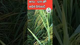 ఎక్కువ దిగుబడి ఇచ్చే వరి రకం MTU-1271#yts