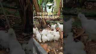 가장 이쁜닭-아메리칸화이트실키