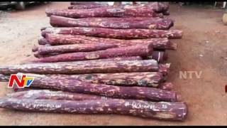 Police Arrested Red Sandalwood Smugglers in Kadapa || NTV