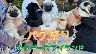 【パグPUG】ドギーズアイランドで遊んできました！｜ドッグラン｜dog park