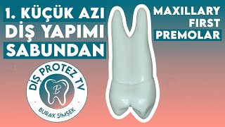 Üst 1. Premolar Diş Yapımı | Maxillary First Premolar | Diş Morfolojisi