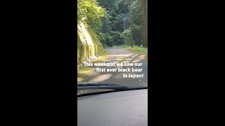 Our First Bear Sighting in Japan!