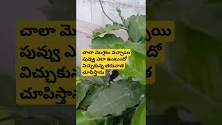 చాలా మొగ్గలు వచ్చాయి పువ్వు ఎలా ఉంటుందో విచ్చుకున్న తరువాత చూపిస్తాను #coffeeplant #flowering