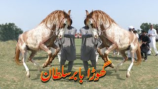 Best Horse Dance in Punjab 2022