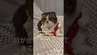 【ねねともきなこ猫介護日記】2025年トモの現在 #cat #cats #cute #catlover #catvideos #猫