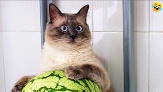 Funny ANIMALS videos😂Funniest CATS🐱 and DOGS🐶 2024
